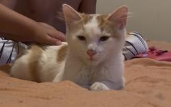 Found/Stray Male Cat last seen Adagio apmts Draper, Utah, Draper, UT 84020