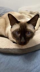 Lost Male Cat last seen Freshco,ed Blake,cemitary,Sevilla park, London, ON N5Y 4K2