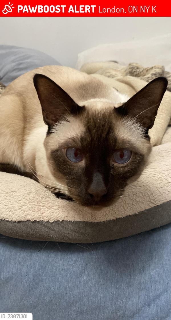 Lost Male Cat last seen Freshco,ed Blake,cemitary,Sevilla park, London, ON N5Y 4K2