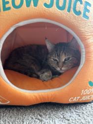 Lost Female Cat last seen NorthWest swim Club of Bethlehem and Hidden Village Apartments, Allentown, PA 18109