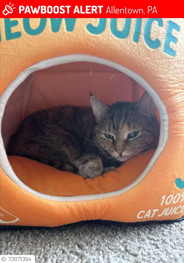 Lost Female Cat last seen NorthWest swim Club of Bethlehem and Hidden Village Apartments, Allentown, PA 18109
