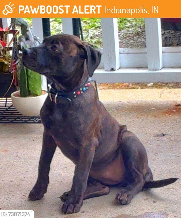 Found/Stray Female Dog last seen Near villa ave, Indianapolis, IN 46237