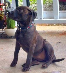 Found/Stray Female Dog last seen Near villa ave, Indianapolis, IN 46237