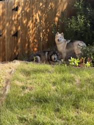 Found/Stray Unknown Dog last seen Cherry creek vista neighborhood, Englewood, CO 80111