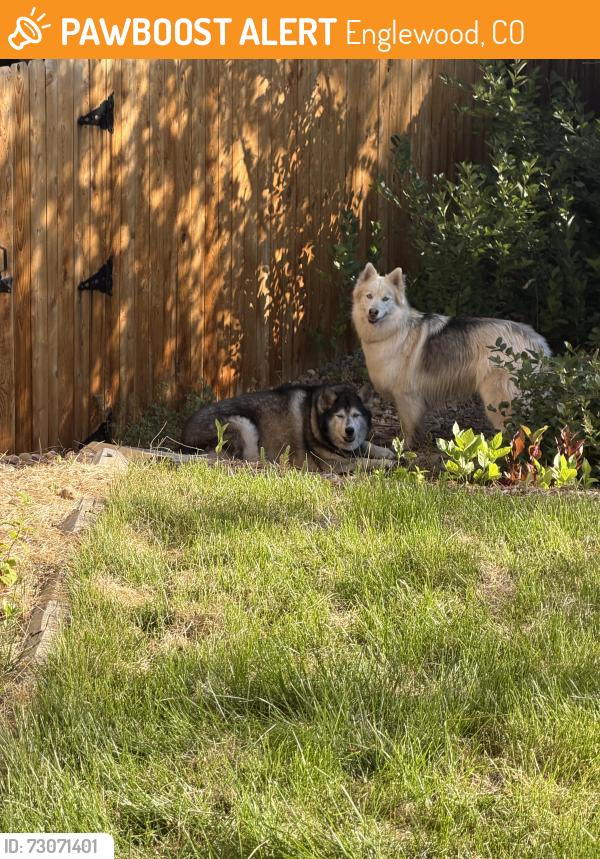 Found/Stray Unknown Dog last seen Cherry creek vista neighborhood, Englewood, CO 80111