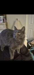 Lost Male Cat last seen Ormond blvd, Destrehan, LA 70047