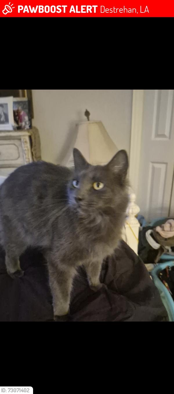 Lost Male Cat last seen Ormond blvd, Destrehan, LA 70047