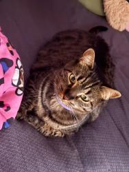 Reunited Female Cat last seen Across from Daymond & Power street, Trenton, NJ 08611