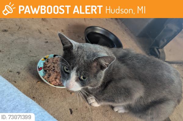 Found/Stray Male Cat last seen Our Saviour Lutheran Church, Hudson, MI 49247