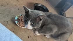 Found/Stray Male Cat last seen Our Saviour Lutheran Church, Hudson, MI 49247