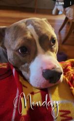 Reunited Male Dog last seen Maryland Ave east & Payne Ave, Saint Paul, MN 55130