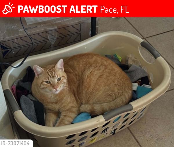 Lost Male Cat last seen Berrypatch Ln x Berrybrook Cir, Pace, FL 32571