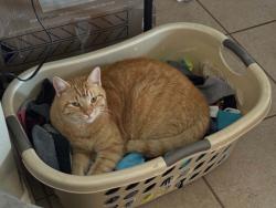 Lost Male Cat last seen Berrypatch Ln x Berrybrook Cir, Pace, FL 32571