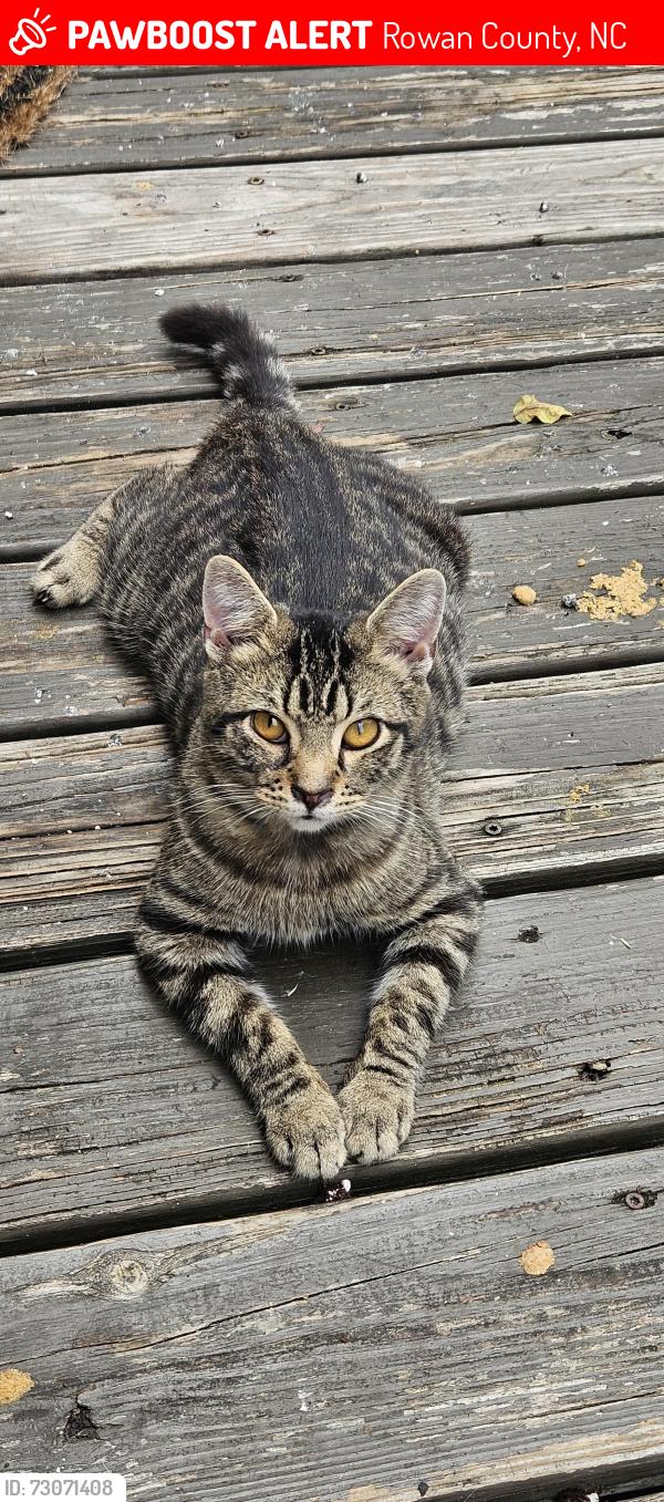 Lost Male Cat last seen Old US Hwy 70, Rowan County, NC 27013