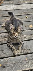 Lost Male Cat last seen Old US Hwy 70, Rowan County, NC 27013
