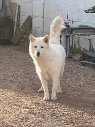 Lost Female Dog last seen By the old golf area, Avondale, AZ 85392