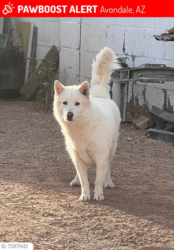Lost Female Dog last seen By the old golf area, Avondale, AZ 85392