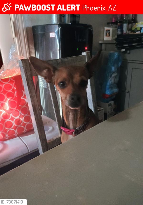 Lost Female Dog last seen Near ave and Madison, Phoenix, AZ 85009