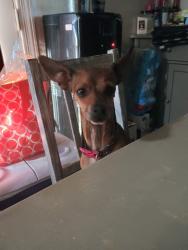 Lost Female Dog last seen Near ave and Madison, Phoenix, AZ 85009