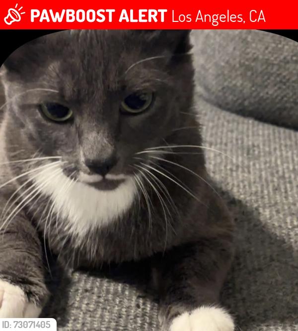 Lost Female Cat last seen West 73rd St, Los Angeles, CA 90044