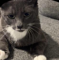 Lost Female Cat last seen West 73rd St, Los Angeles, CA 90044