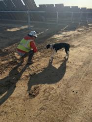 Found/Stray Male Dog last seen New Lear Solar project, Twentynine Palms, CA 92277