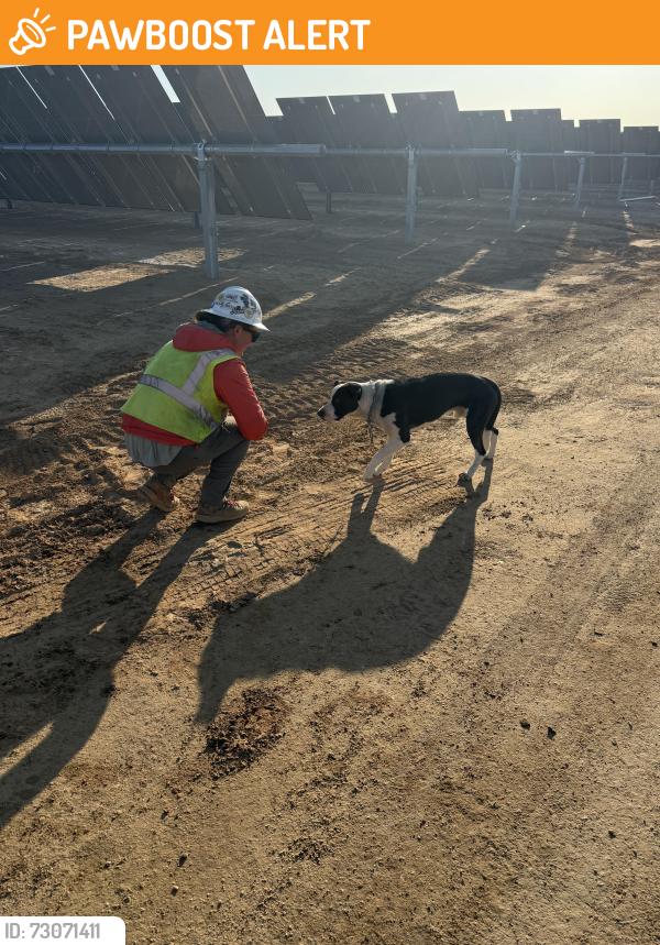 Found/Stray Male Dog last seen New Lear Solar project, Twentynine Palms, CA 92277
