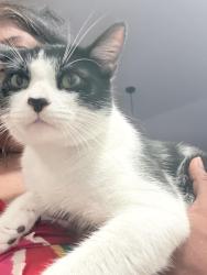 Lost Male Cat last seen Sundance Dr and Bucksin dr, The Colony, TX 75056