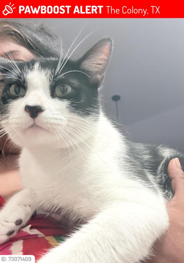 Lost Male Cat last seen Sundance Dr and Bucksin dr, The Colony, TX 75056