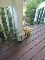 Found/Stray Unknown Cat last seen Colonial St + Camden Ave, Durham, NC 27701, Durham, NC 27701