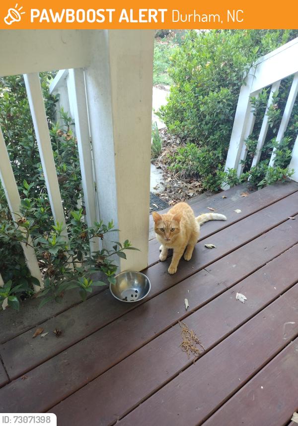 Found/Stray Unknown Cat last seen Colonial St + Camden Ave, Durham, NC 27701, Durham, NC 27701