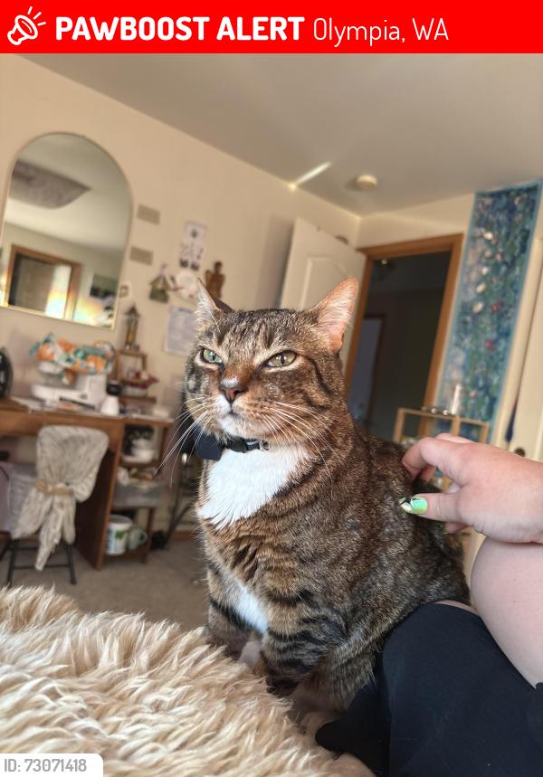 Lost Male Cat last seen Golf Club Road, Olympia, WA 98503