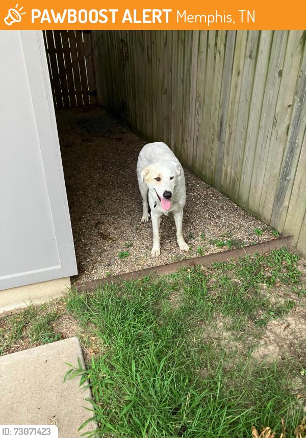 Found/Stray Female Dog last seen N Willett Street and Overton Park Avenue, Memphis, TN 38112