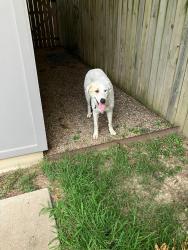 Found/Stray Female Dog last seen N Willett Street and Overton Park Avenue, Memphis, TN 38112