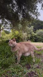 Lost Male Cat last seen Fitzgerald Marine Reserve, Moss Beach, CA 94038