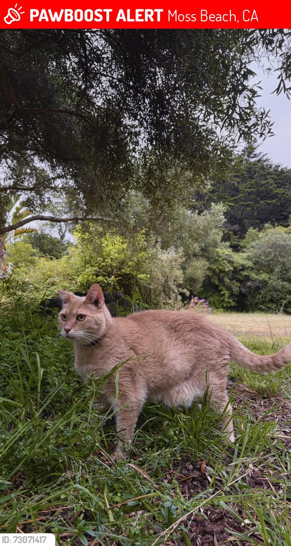Lost Male Cat last seen Fitzgerald Marine Reserve, Moss Beach, CA 94038
