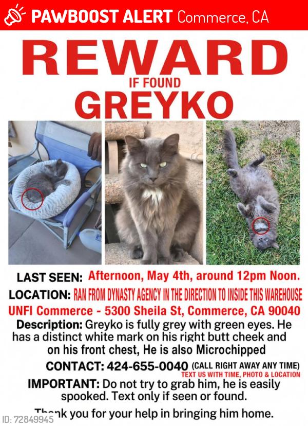 Lost Male Cat last seen UNFI Commerce direction, Commerce, CA 90040