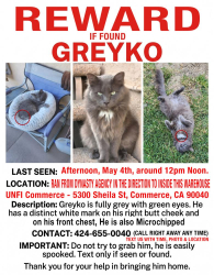 Lost Male Cat last seen UNFI Commerce direction, Commerce, CA 90040