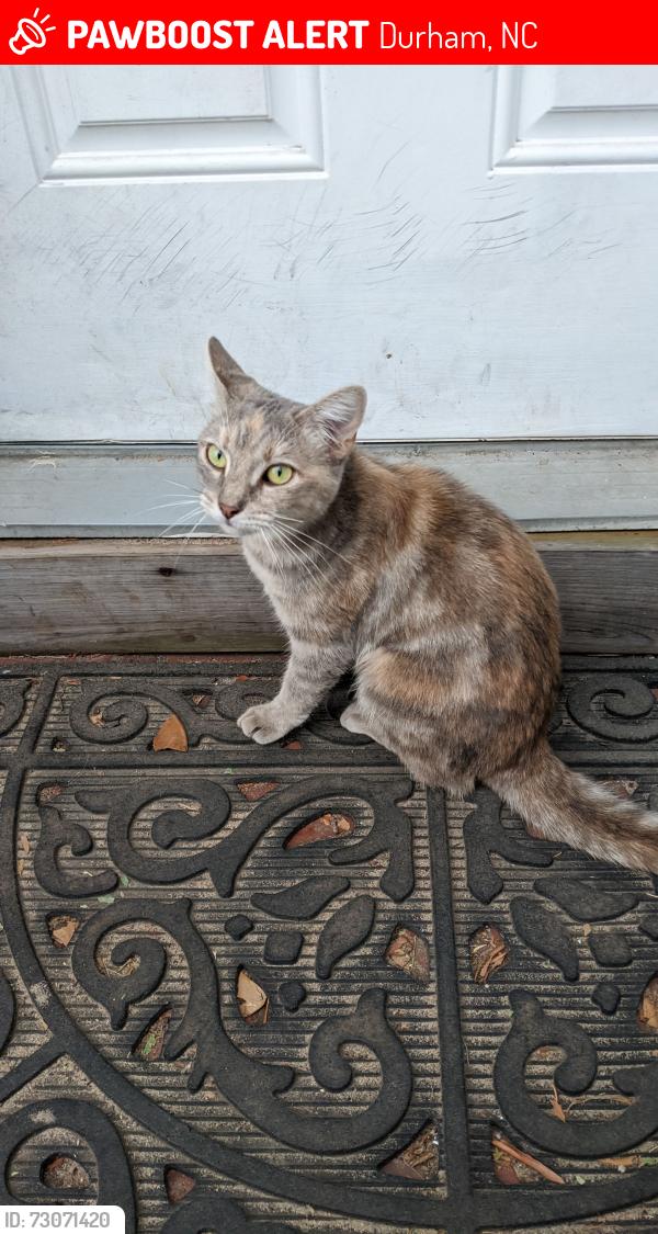 Lost Female Cat last seen Berkeley St and W. Knox St, Durham, NC 27705