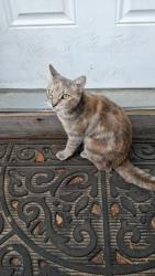 Lost Female Cat last seen Berkeley St and W. Knox St, Durham, NC 27705