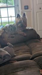 Reunited Male Dog last seen Deanna and Lake Pleasant Rd , Apopka, FL 32703