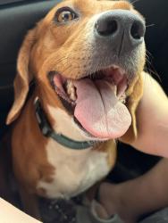 Reunited Female Dog last seen Nicosia point, Citrus County, FL 34433