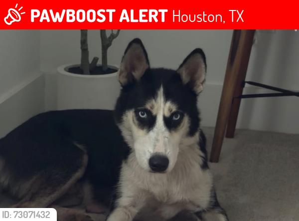 Lost Female Dog last seen Willowbrook Area/ 1960 + Shiloh Church Rd. / Champions , Houston, TX 77069