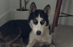 Lost Female Dog last seen Willowbrook Area/ 1960 + Shiloh Church Rd. / Champions , Houston, TX 77069