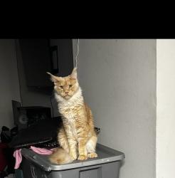 Reunited Male Cat last seen Aurella Cary apmts, Cary, NC 27511