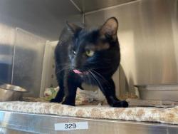 Shelter Stray Male Cat last seen Near BLOCK W RUBY AVE, 3839 W Burnham St, West Milwaukee, WI 53215, USA