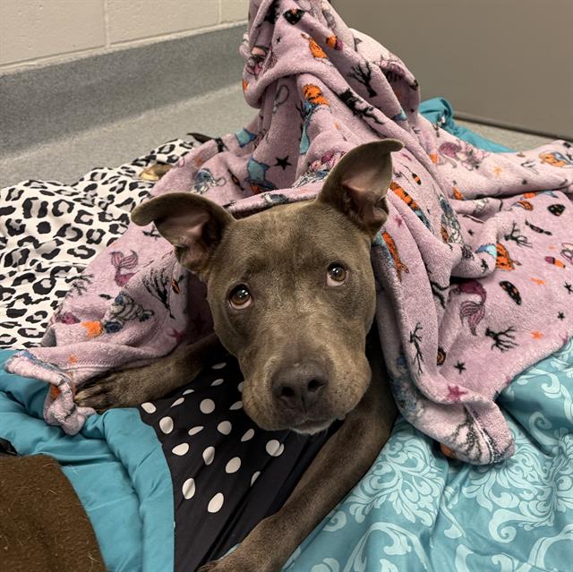Shelter Stray Female Dog last seen Near, 2600 S Harding St, Indianapolis, IN 46221, USA