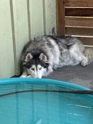 Reunited Female Dog last seen Elden/orange, Costa Mesa, CA 92627