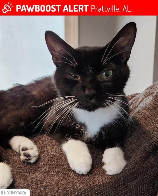 Lost Male Cat last seen Dee Drive, Prattville, AL 36066