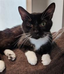 Lost Male Cat last seen Dee Drive, Prattville, AL 36066